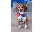 Adopt Baker a Beagle dog in Fairfax Station, VA (37496734)