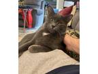 Adopt Newton a Domestic Shorthair cat in Fairfax Station, VA (37736328)