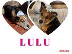Adopt LULU a Tricolor (Tan/Brown & Black & White) German Shepherd Dog / Mixed