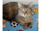Adopt Ethel a Brown or Chocolate Domestic Shorthair / Domestic Shorthair / Mixed