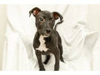 Adopt 160936 a Black Mixed Breed (Small) / Mixed Breed (Medium) / Mixed (short