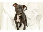 Adopt 160936 a Black Mixed Breed (Small) / Mixed dog in Bakersfield