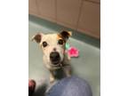 Adopt Arnold a White Terrier (Unknown Type, Small) / Mixed dog in Knoxville