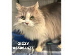 Adopt Gizzy a Gray or Blue Domestic Longhair / Mixed Breed (Medium) / Mixed