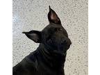 Adopt Dora a Black Mixed Breed (Medium) / Mixed dog in Glasgow, KY (41171742)
