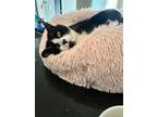 Adopt Sushi a Domestic Shorthair cat in Fairfax Station, VA (41181340)