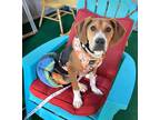 Adopt Jenny G a Beagle / Hound (Unknown Type) dog in Fairfax Station
