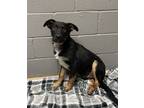 Adopt Frisco a Black Rottweiler / Mixed dog in Gainesville, TX (41212574)
