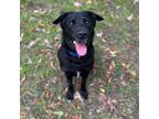 Adopt Bojack a Black Labrador Retriever / Mixed dog in Arlington, TX (40708593)
