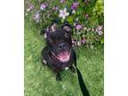Adopt Zeus a Black Pit Bull Terrier / Mixed dog in Los Angeles, CA (41212400)