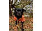 Adopt Link a Black Terrier (Unknown Type, Medium) / Mixed dog in Candler