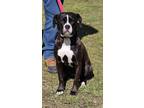 Adopt STARZ a Black Boxer / Mixed dog in Clinton, NC (41212235)