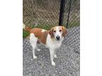 Adopt Topper a White Treeing Walker Coonhound / Mixed Breed (Medium) / Mixed