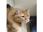 Adopt Mews a Orange or Red Domestic Shorthair / Domestic Shorthair / Mixed cat