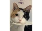Adopt Pippi a White Domestic Shorthair / Domestic Shorthair / Mixed cat in