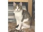 Adopt Eve a Gray, Blue or Silver Tabby Domestic Shorthair (short coat) cat in