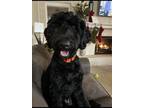 Adopt Goose a Black Labradoodle / Mixed dog in Knightdale, NC (41212317)