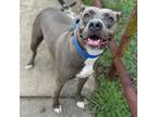 Adopt Confetti a Gray/Blue/Silver/Salt & Pepper American Pit Bull Terrier /