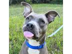 Adopt Confetti a Gray/Blue/Silver/Salt & Pepper American Pit Bull Terrier /
