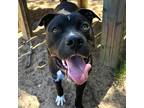 Adopt Flynn Ryder a Black Boxer / Mixed dog in Bryan, TX (40956930)