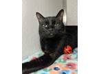 Adopt Vera a All Black Domestic Shorthair / Domestic Shorthair / Mixed cat in