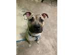 Adopt Asher a Tan/Yellow/Fawn Mixed Breed (Large) / Mixed dog in Green Cove