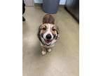 Adopt Cashew a Tan/Yellow/Fawn Corgi / Mixed dog in Carrollton, TX (41212185)
