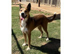 Adopt Henry a Red/Golden/Orange/Chestnut Mixed Breed (Large) / Mixed dog in