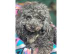 Adopt Truffle a Poodle (Standard) / Mixed dog in Freeport, NY (40888575)
