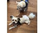 Adopt Winston a White Shih Tzu / Mixed dog in Los Angeles, CA (41212064)