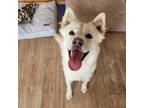 Adopt EASY a White Jindo dog in New York, NY (41168981)