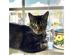 Adopt Gracie a Gray or Blue (Mostly) Domestic Shorthair / Mixed (short coat) cat