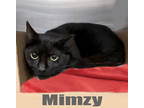 Adopt Mimzy a All Black Domestic Shorthair / Domestic Shorthair / Mixed cat in