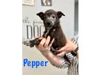 Adopt Pepper a Black - with Gray or Silver Labrador Retriever / Australian