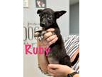 Adopt Ruby a Gray/Silver/Salt & Pepper - with Black Labrador Retriever /