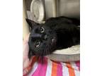 Adopt Charlie a All Black Domestic Shorthair / Domestic Shorthair / Mixed cat in