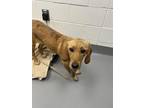 Adopt Joann a Tan/Yellow/Fawn Mixed Breed (Small) / Mixed dog in Greenwood