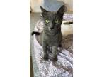Adopt Brandi a Gray or Blue (Mostly) Russian Blue cat in St.
