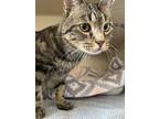 Adopt Bagel a Brown Tabby Domestic Shorthair / Mixed Breed (Medium) / Mixed