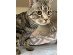 Adopt Bagel (not available) a Brown or Chocolate Domestic Shorthair / Domestic