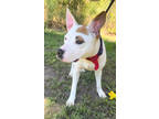 Adopt Doxy a White American Pit Bull Terrier / Mixed dog in Okatie