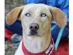 Adopt Oliver a Tan/Yellow/Fawn Labrador Retriever dog in Atlanta, GA (41115861)