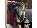 Adopt Jagger FKA Zebra Cake a Brindle Boxer / Plott Hound dog in Council Bluffs