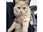 Adopt Spud - CN a Orange or Red Tabby Domestic Longhair / Mixed (long coat) cat