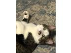 Adopt Cupcake (Cake Siblings) a Gray, Blue or Silver Tabby Domestic Shorthair /