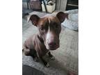 Adopt Buckeye a Tan/Yellow/Fawn - with White American Pit Bull Terrier / Mixed
