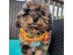 Mutt Puppy for sale in Carrollton, KY, USA