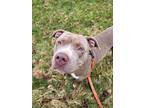 Adopt Mike a Tan/Yellow/Fawn - with White Pit Bull Terrier / Mixed dog in
