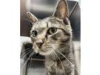 Adopt Grandma a Brown Tabby Domestic Shorthair / Mixed Breed (Medium) / Mixed