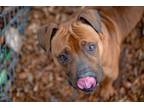 Adopt Pickles a Red/Golden/Orange/Chestnut American Pit Bull Terrier dog in